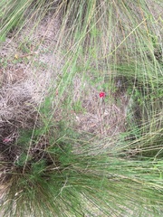 Ipomoea quamoclit