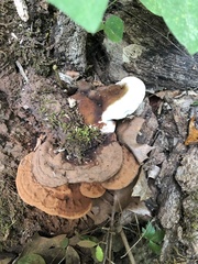 Ganoderma lobatum