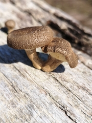 Lentinus arcularius