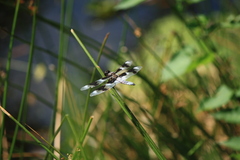 Libellula forensis