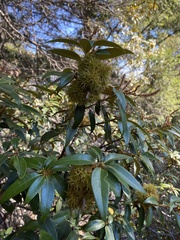 Chrysolepis chrysophylla