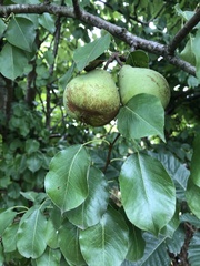 Pyrus
