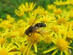 Eristalis pertinax