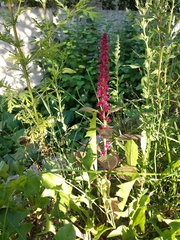 Amaranthus hypochondriacus