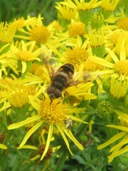 Eristalis pertinax