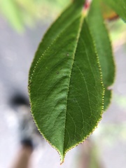 Aronia arbutifolia