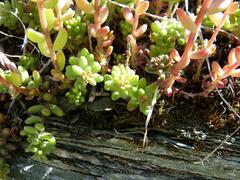 Sedum album