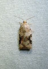 Acleris cervinana