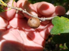 Disholcaspis quercusglobulus