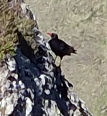 Pyrrhocorax pyrrhocorax