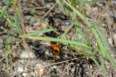 Nicrophorus marginatus