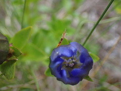 Gentiana calycosa