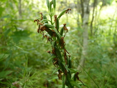 Platanthera