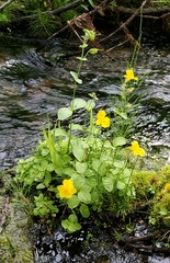 Erythranthe tilingii