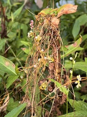 Cuscuta gronovii