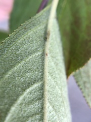Aronia arbutifolia