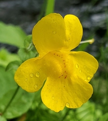 Erythranthe tilingii