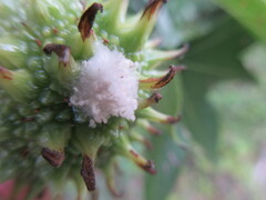 Gibellula
