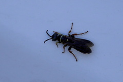 Myzinum carolinianum