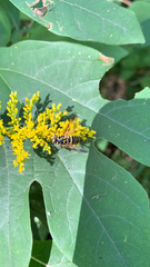 Spilomyia longicornis