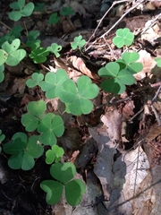 Oxalis acetosella