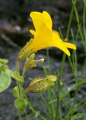 Erythranthe tilingii