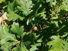 Disholcaspis quercusglobulus