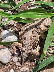 Phrynosoma hernandesi