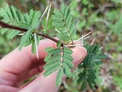 Vachellia farnesiana