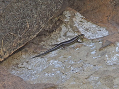 Trachylepis varia