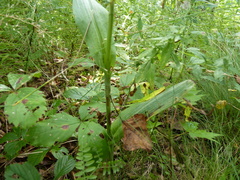 Platanthera