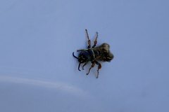 Myzinum carolinianum
