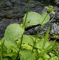Erythranthe tilingii