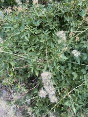 Clematis ligusticifolia