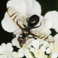 Rivellia flavimana