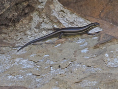 Trachylepis varia