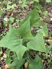 Parasenecio hastatus