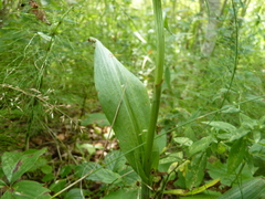 Platanthera