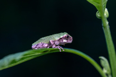 Hyla