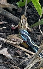 Thamnophis proximus
