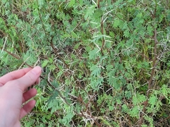 Vachellia farnesiana