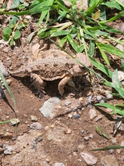 Phrynosoma hernandesi