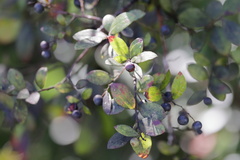 Vaccinium elliottii