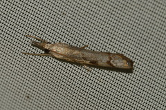 Agriphila geniculea
