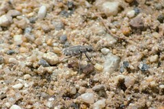Cicindela repanda