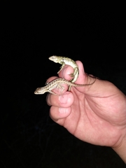 Sceloporus cozumelae