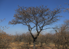 Burkea africana image