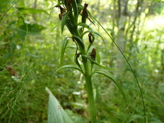 Platanthera