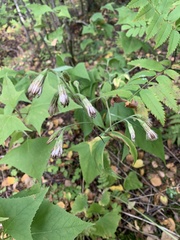 Parasenecio hastatus