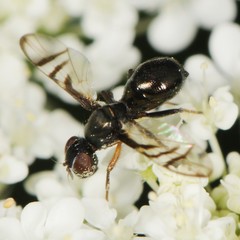 Rivellia flavimana
